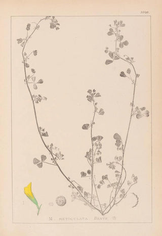 Louis Antoine Cusin - Herbier de la flore franaise Pl0264.webp