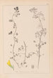 Herbier de la flore française Pl0266 - Louis Antoine Cusin — vy av konstverket