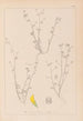 Herbier de la flore française Pl0267 - Louis Antoine Cusin — vy av konstverket