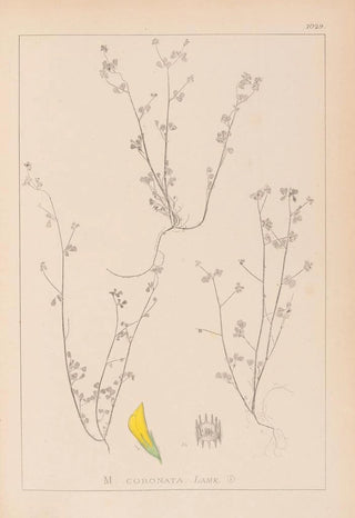 Louis Antoine Cusin - Herbier de la flore franaise Pl0267.webp