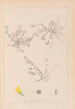 Herbier de la flore française Pl0268 - Louis Antoine Cusin — vy av konstverket