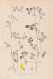 Herbier de la flore française Pl0269 - Louis Antoine Cusin — vy av konstverket