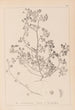 Herbier de la flore française Pl0270 - Louis Antoine Cusin — vy av konstverket