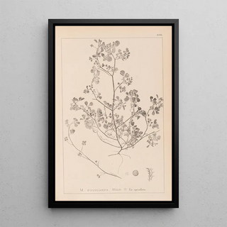 Louis Antoine Cusin - Herbier de la flore franaise Pl0270.webp