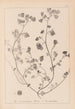 Herbier de la flore française Pl0271 - Louis Antoine Cusin — vy av konstverket
