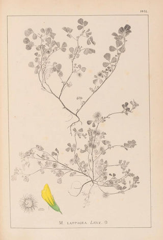 Louis Antoine Cusin - Herbier de la flore franaise Pl0272.webp