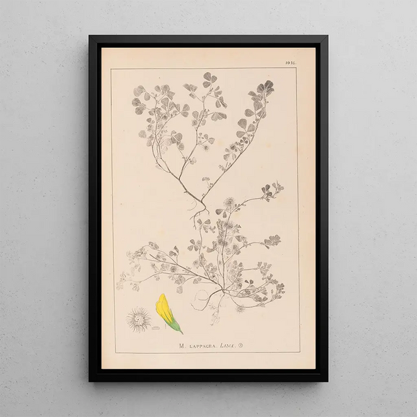 Louis Antoine Cusin - Herbier de la flore franaise Pl0272.webp