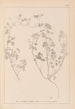 Herbier de la flore française Pl0273 - Louis Antoine Cusin — vy av konstverket