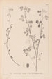 Herbier de la flore française Pl0274 - Louis Antoine Cusin — vy av konstverket