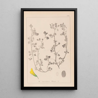 Louis Antoine Cusin - Herbier de la flore franaise Pl0275.webp