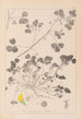 Herbier de la flore française Pl0276 - Louis Antoine Cusin — vy av konstverket