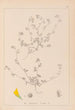 Herbier de la flore française Pl0277 - Louis Antoine Cusin — vy av konstverket