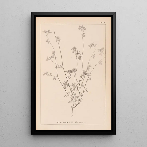Louis Antoine Cusin - Herbier de la flore franaise Pl0278.webp