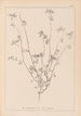 Herbier de la flore française Pl0278 - Louis Antoine Cusin — vy av konstverket