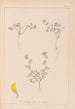 Herbier de la flore française Pl0279 - Louis Antoine Cusin — vy av konstverket
