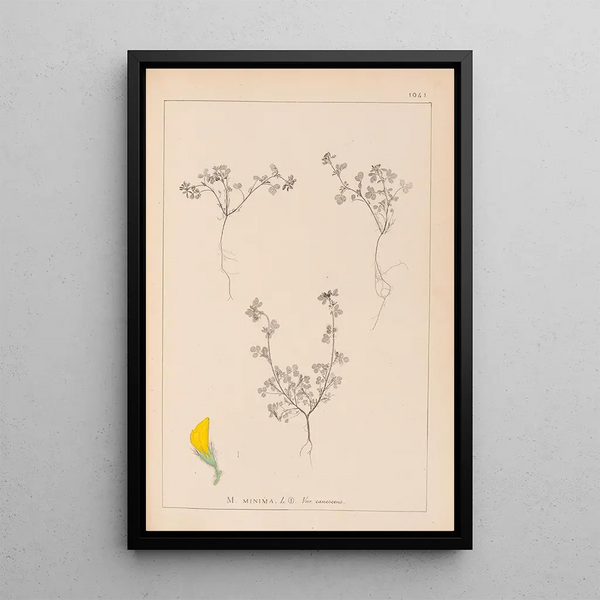 Louis Antoine Cusin - Herbier de la flore franaise Pl0279.webp