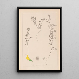 Louis Antoine Cusin - Herbier de la flore franaise Pl0280.webp