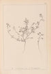 Herbier de la flore française Pl0281 - Louis Antoine Cusin — vy av konstverket