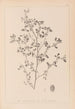 Herbier de la flore française Pl0282 - Louis Antoine Cusin — vy av konstverket