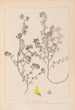 Herbier de la flore française Pl0283 - Louis Antoine Cusin — vy av konstverket