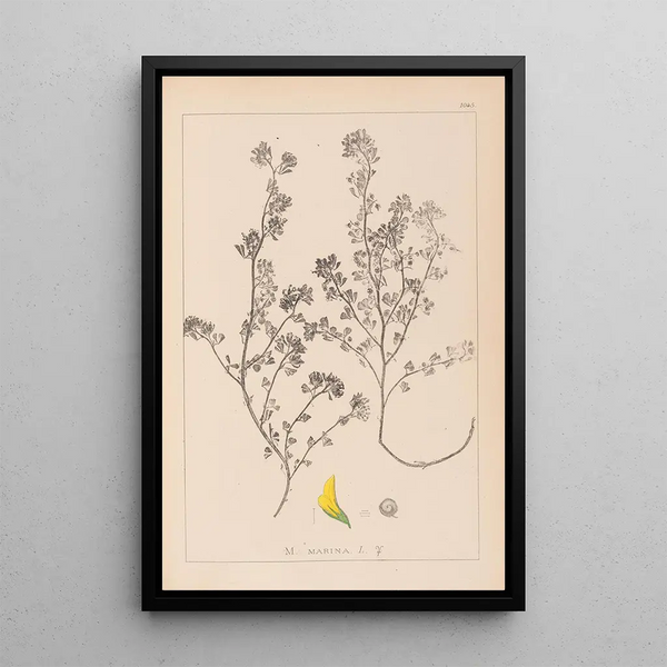 Louis Antoine Cusin - Herbier de la flore franaise Pl0283.webp