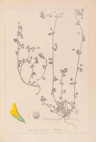 Louis Antoine Cusin - Herbier de la flore franaise Pl0284.webp