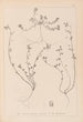Herbier de la flore française Pl0285 - Louis Antoine Cusin — vy av konstverket