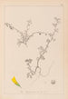 Herbier de la flore française Pl0286 - Louis Antoine Cusin — vy av konstverket