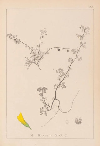 Louis Antoine Cusin - Herbier de la flore franaise Pl0286.webp