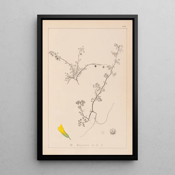 Louis Antoine Cusin - Herbier de la flore franaise Pl0286.webp