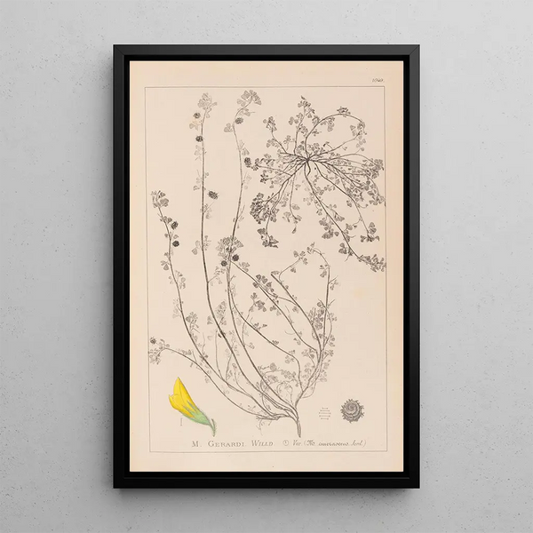 Louis Antoine Cusin - Herbier de la flore franaise Pl0287.webp