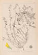 Herbier de la flore française Pl0287 - Louis Antoine Cusin — vy av konstverket