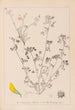 Herbier de la flore française Pl0288 - Louis Antoine Cusin — vy av konstverket