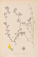 Herbier de la flore française Pl0289 - Louis Antoine Cusin — vy av konstverket