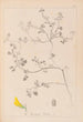 Herbier de la flore française Pl0290 - Louis Antoine Cusin — vy av konstverket