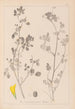 Herbier de la flore française Pl0291 - Louis Antoine Cusin — vy av konstverket