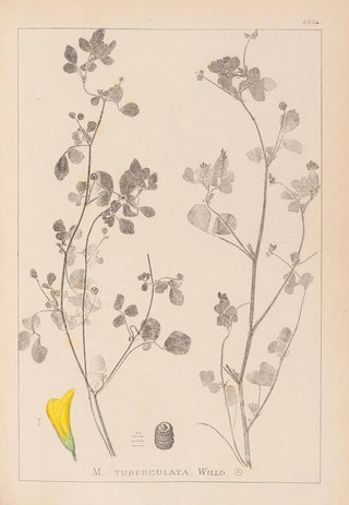 Louis Antoine Cusin - Herbier de la flore franaise Pl0291.webp