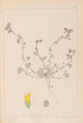 Herbier de la flore française Pl0293 - Louis Antoine Cusin — vy av konstverket