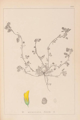 Louis Antoine Cusin - Herbier de la flore franaise Pl0293.webp