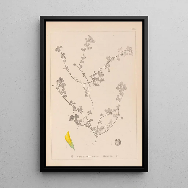 Louis Antoine Cusin - Herbier de la flore franaise Pl0294.webp