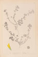 Herbier de la flore française Pl0294 - Louis Antoine Cusin — vy av konstverket