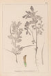 Herbier de la flore française Pl0295 - Louis Antoine Cusin — vy av konstverket