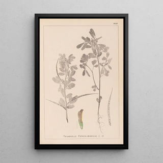 Louis Antoine Cusin - Herbier de la flore franaise Pl0295.webp