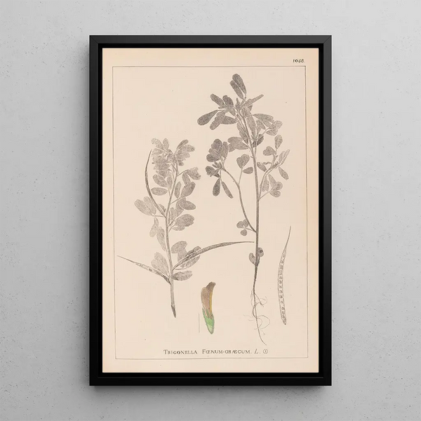 Louis Antoine Cusin - Herbier de la flore franaise Pl0295.webp