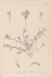 Herbier de la flore française Pl0296 - Louis Antoine Cusin — vy av konstverket