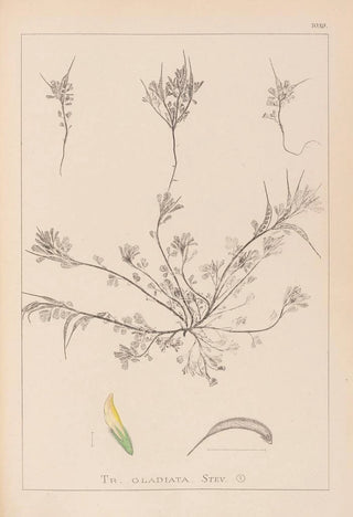 Louis Antoine Cusin - Herbier de la flore franaise Pl0296.webp