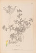 Herbier de la flore française Pl0297 - Louis Antoine Cusin — vy av konstverket