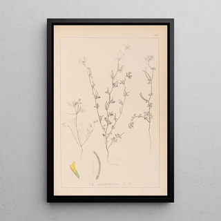 Louis Antoine Cusin - Herbier de la flore franaise Pl0298.webp