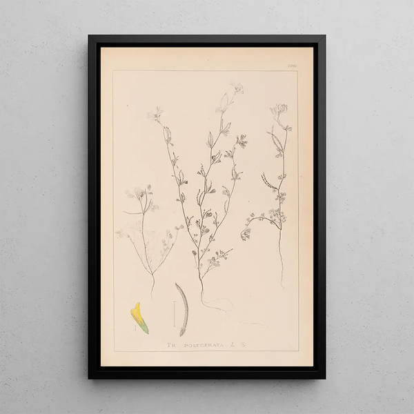 Louis Antoine Cusin - Herbier de la flore franaise Pl0298.webp