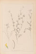 Herbier de la flore française Pl0298 - Louis Antoine Cusin — vy av konstverket